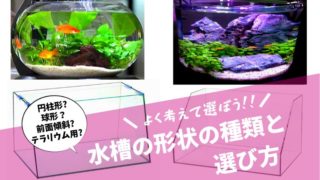 ガラス水槽の特徴や値段 寿命や注意点などを徹底解説 楽々アクア Com