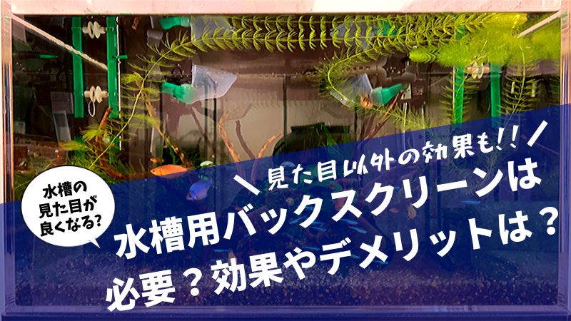 水槽用バックスクリーンは必要 効果やデメリットは 楽々アクア Com