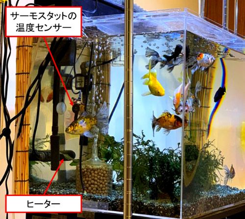 入園入学祝い アクアリウム 水槽 ヒーター おまとめ 魚用品 水草 Alrc Asia