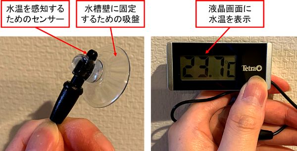 デジタル式水温計の特徴_水温が読みやすいデジタル式水温計で水槽の水温をしっかりと把握する