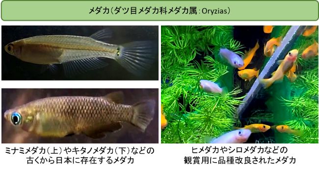 メダカとはダツ目メダカ科メダカ属（学名：Oryzias）に分類される淡水魚の総称である