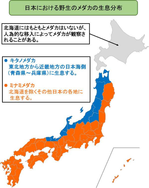 日本における野生のメダカの生息分布