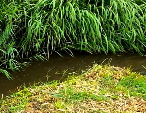 メダカは小さな池や沼、流れの強くない小川や田んぼの用水路などに生息する
