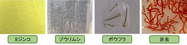 メダカの形態や生態 習性を知ろう メダカ飼育の参考にもなります 楽々アクア Com