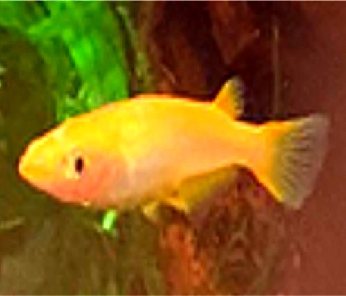 投げ込み式フィルターの特徴とデメリットを解説 おすすめも紹介 楽々アクア Com