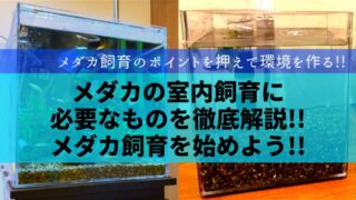 メダカの室内飼育に必要なものを徹底解説 メダカ飼育を始めよう 楽々アクア Com