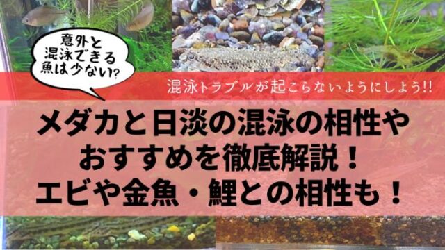 メダカと日淡水の混泳 タグの記事一覧 楽々アクア Com