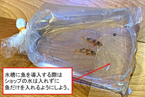 淡水水槽における白点病の症状や治療方法 治療薬や予防方法を徹底解説 楽々アクア Com