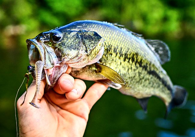 粘膜保護剤は魚の病気予防に有効 効果やデメリット おすすめを徹底解説 楽々アクア Com