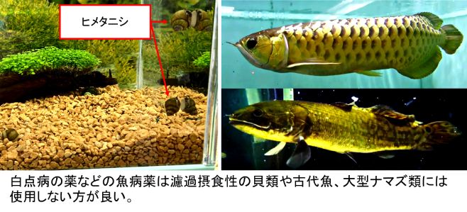 白点病の薬などの魚病薬は濾過摂食性の貝類や古代魚、大型ナマズ類には使用しない方が良い