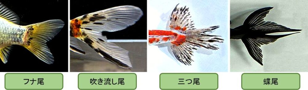 金魚の尾の形状はフナ尾や吹き流し尾、三つ尾・四つ尾や蝶尾など品種によって様々