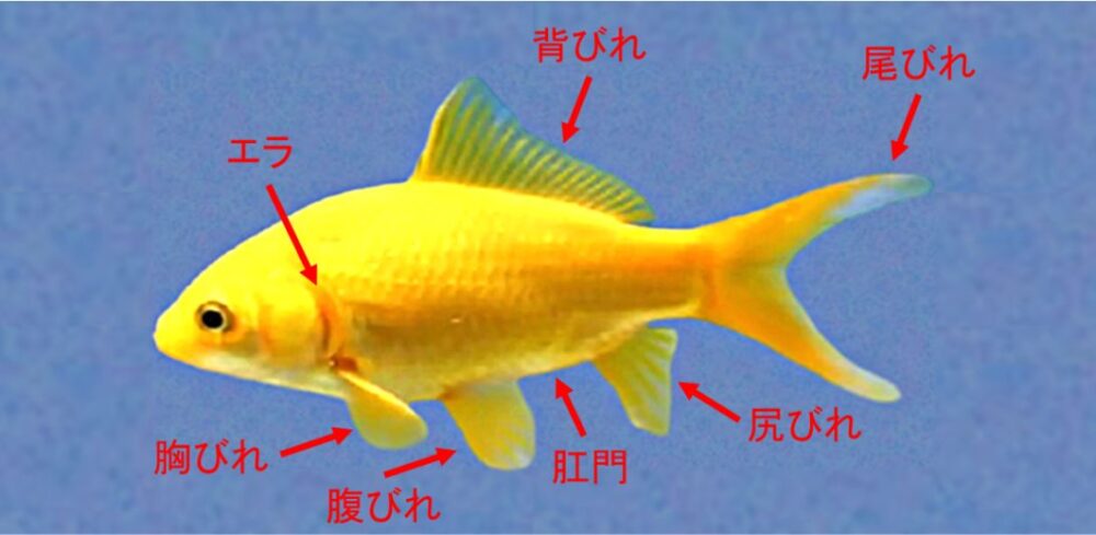 金魚の形態・金魚の体の特徴