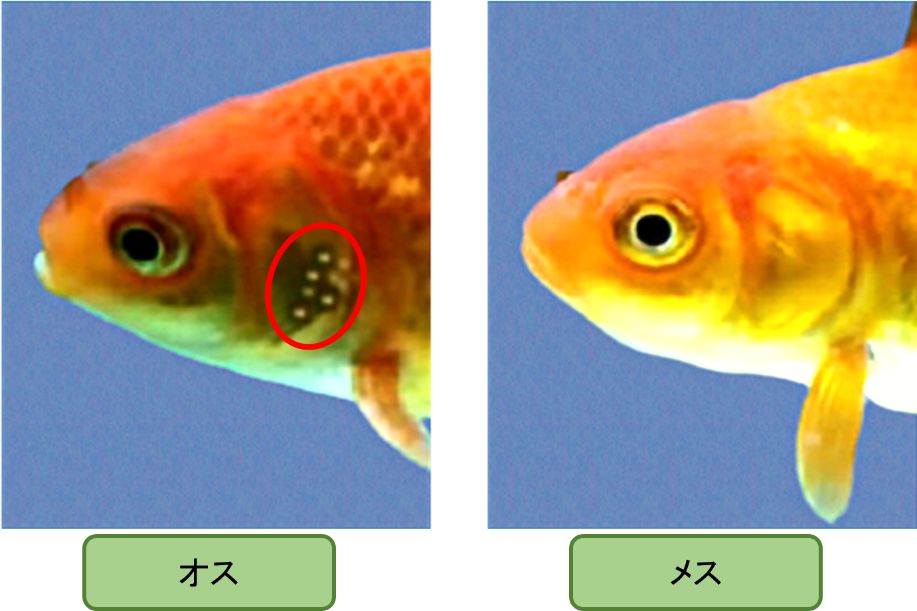 金魚のオスメスの見分け方①オスの金魚は繁殖期になると追星と呼ばれる白い斑点がみられる