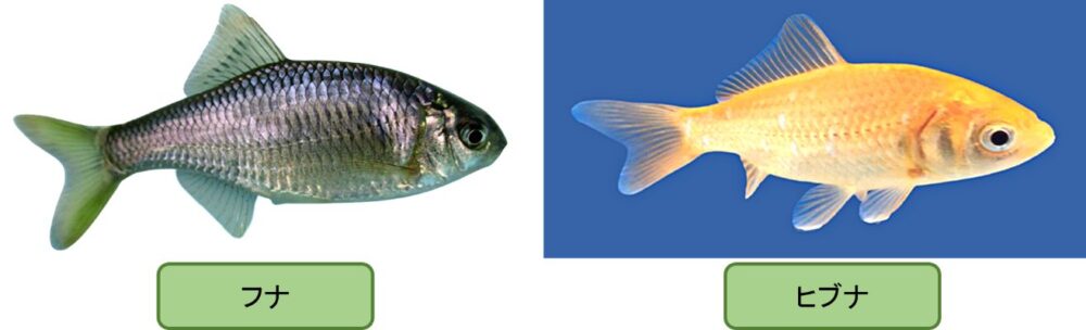金魚はフナの突然変異であるヒブナの交配を重ねて生まれた観賞魚