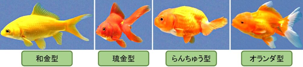 金魚は品種によって体型が異なり和金型や琉金型、ランチュウ型やオランダ型などがある