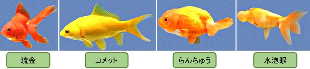 金魚は品種改良により様々な色や体型のものが作出されており世界中で親しまれている魚である