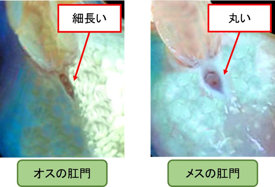 金魚のオスメスの見分け方②オスの肛門（総排泄口）は細長くメスは丸みを帯びている