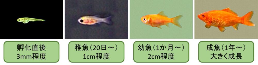 金魚は孵化直後の3mm程度から1cm程度の稚魚、2cm程度の幼魚を経て1年ほどで成魚になる