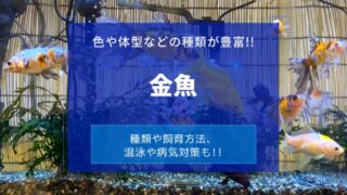 金魚の形態や生態 習性を知ろう 金魚飼育の参考にもなります 楽々アクア Com