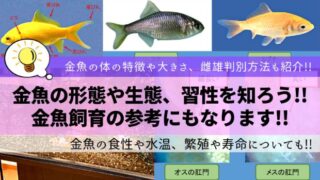 生物濾過能力が高い多孔質ろ材の特徴や使い方 楽々アクア Com