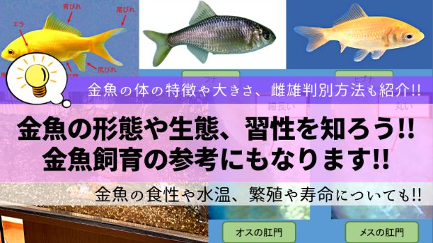 金魚の形態や生態 習性を知ろう 金魚飼育の参考にもなります 楽々アクア Com